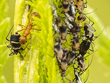 Metopeurum fuscoviride